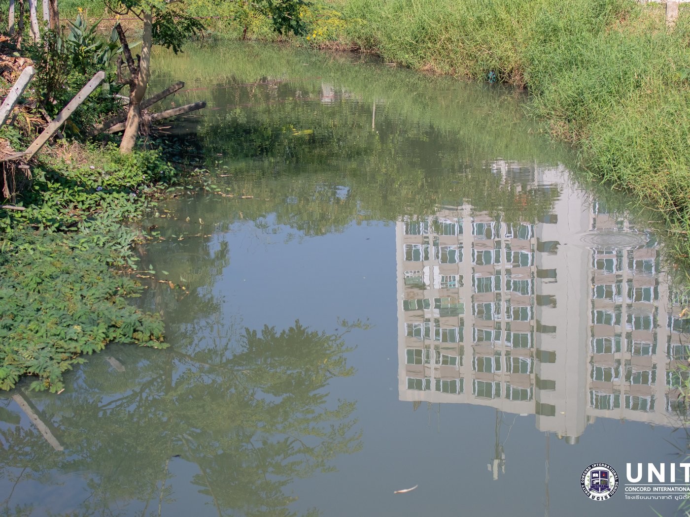 A murky drainage pond on campus, the untreated water source students sampled and tested